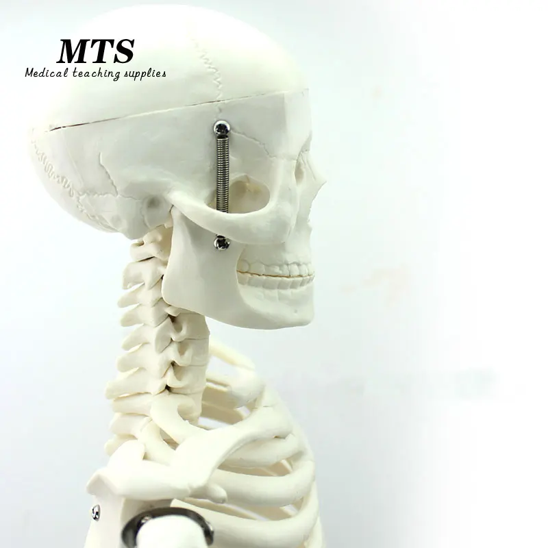 MTS 85 см человеческая идентификация 1:1 рандомная обучающая модель bone|Медицинская