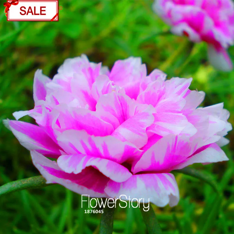 Не упустите предложение! 200 шт./упак. Коширо с рисунком "Подсолнух" Семена Portulaca grandiflora семена цветов для сада растения декоративные цветы,# 0EK1XG