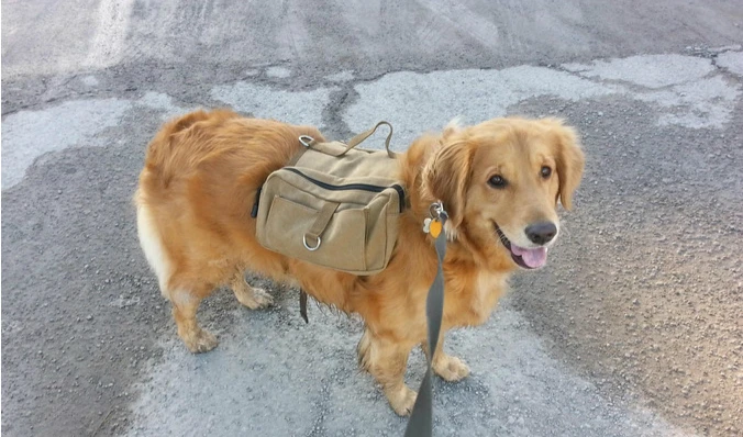 2 в 1 уличная собачья поводок для домашних животных холщовый (парусиновый) рюкзак