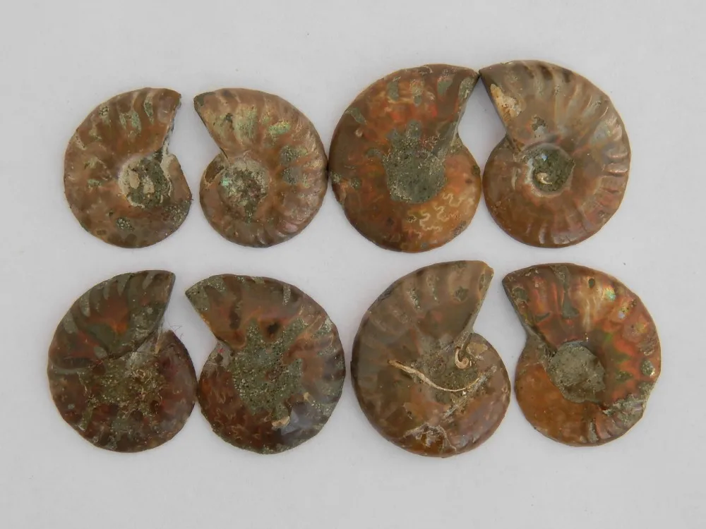 

8pcs FOSSILIZED SNAIL AMMONITE MINERAL FROM MOROCCO ~ MULTI-COLOR FIRE Free shipping