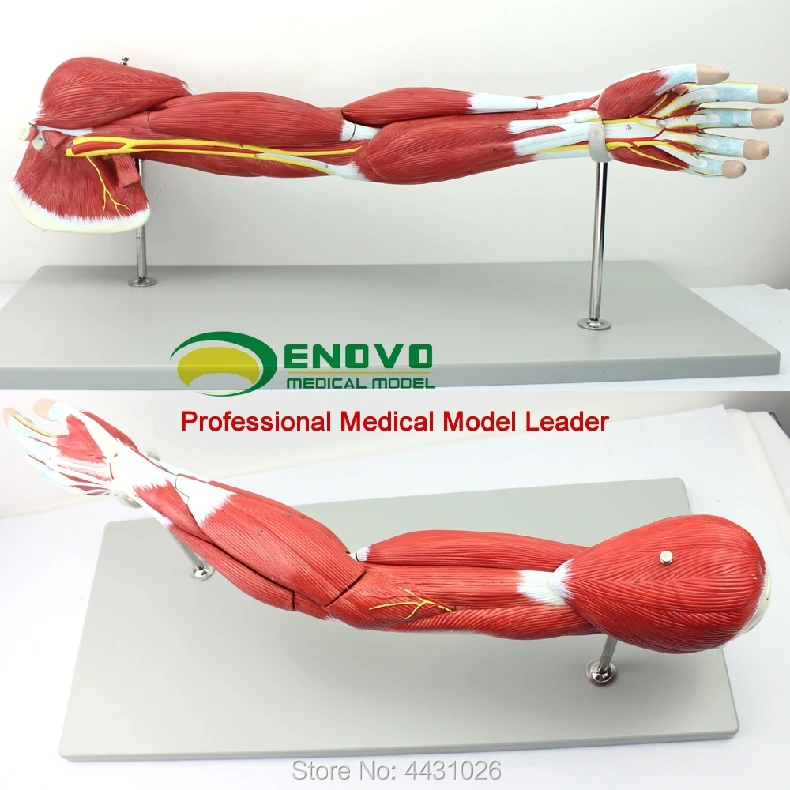 

ENOVO The muscle structure model of muscle of the arm muscle