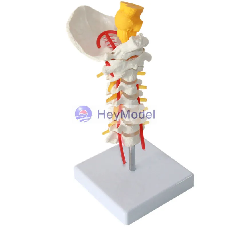 

HeyModel cervical vertebra model