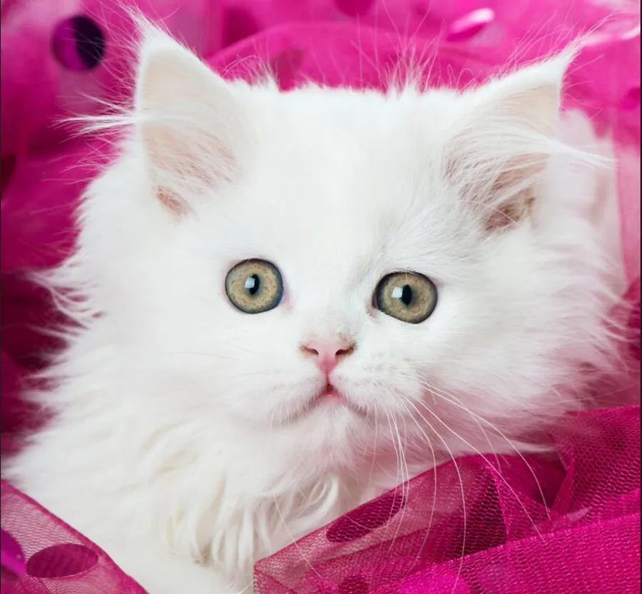 Настенные 3D обои на заказ с кошачьими глазами котятами животными для спальни