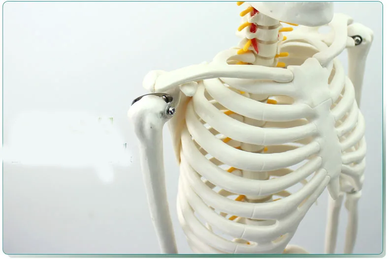 Модель скелета человека 85 см модель позвоночника с поясничными нервами и костями