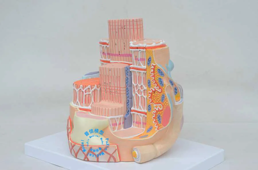 Бесплатная доставка модель скелетного мышечного волокна фибрирующей структуры