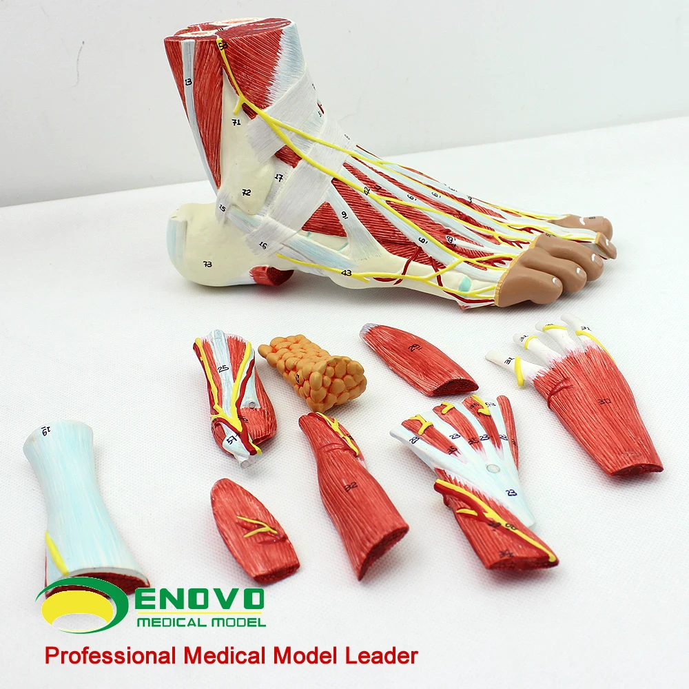 

Anatomy of foot - and - foot joints