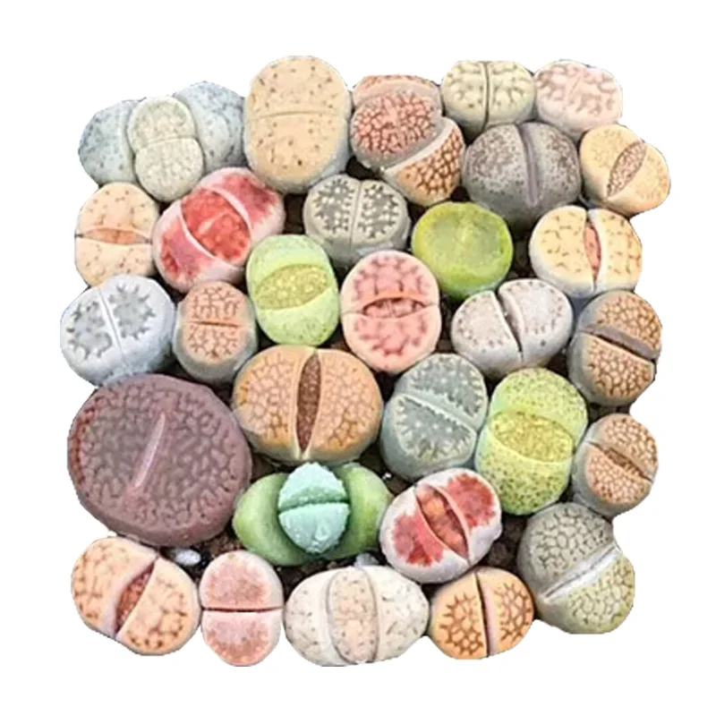 Rare stone flower! 50pcs Lithops- Succulents-- DIY home garden free shipping
