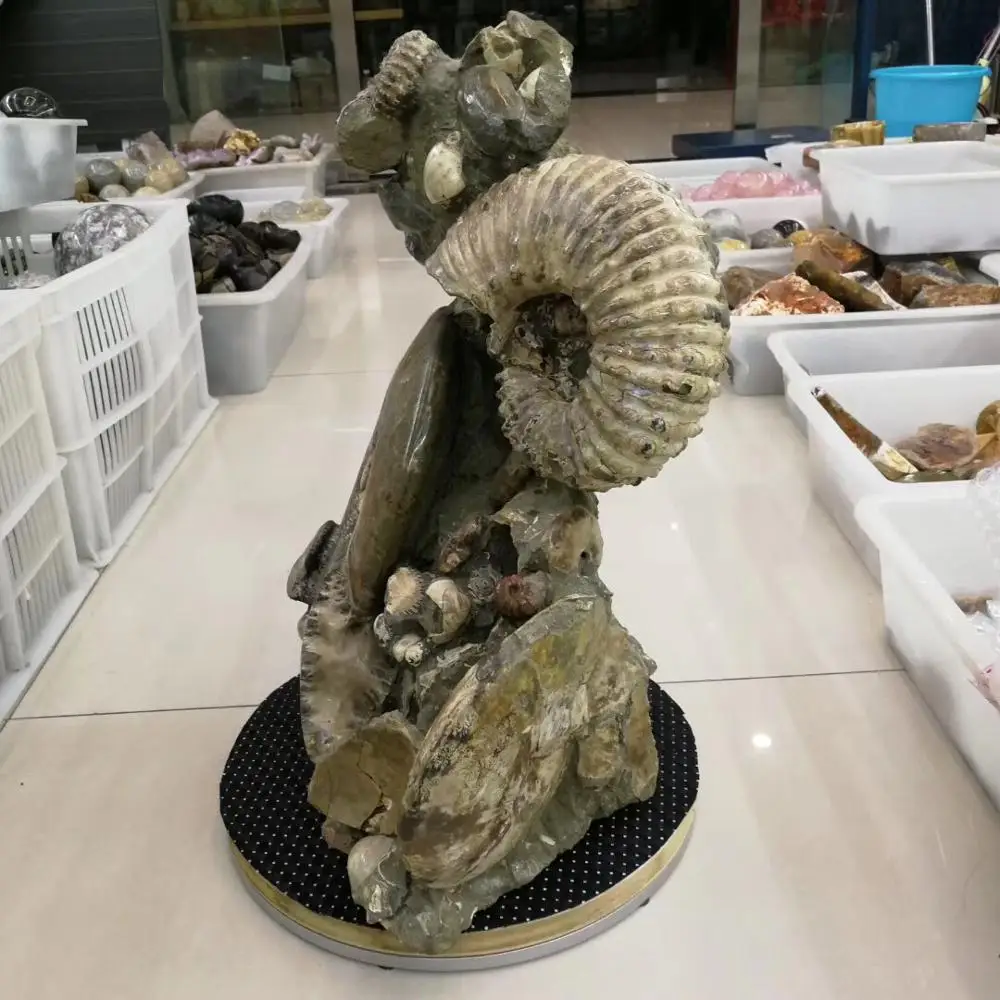 Высокое качество Коллекция fengshui подарки рок винт образец fossil