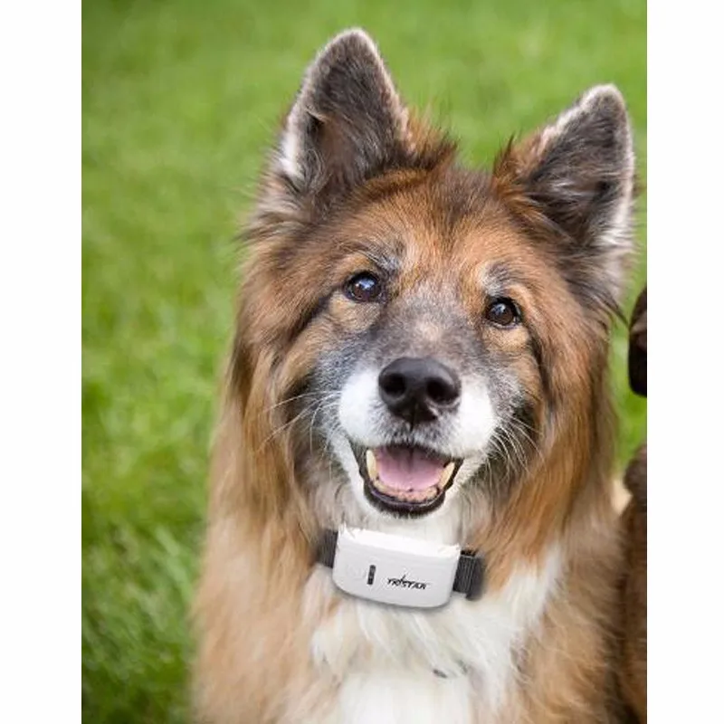 Gps трекер для питомцев ошейник локатор кошек бесплатное приложение gps трекер|collar