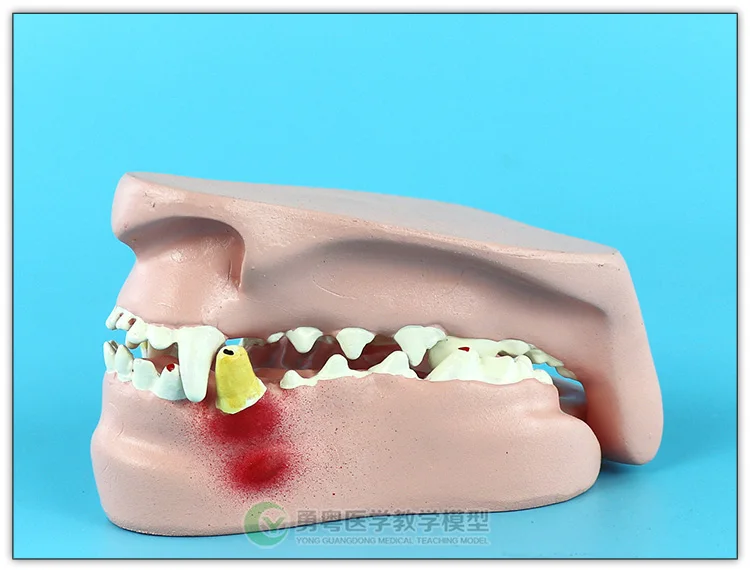 Собаки зубы стоматологические патологические модели Canine Oral модель Анатомия животных демонстрационная модель для обучения модель