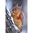 YI яркий новый Алмазная вышивка Снежная белка 2019 5d алмазная живопись камни в форме ромба Стразы картина, Алмазная мозаика бисером