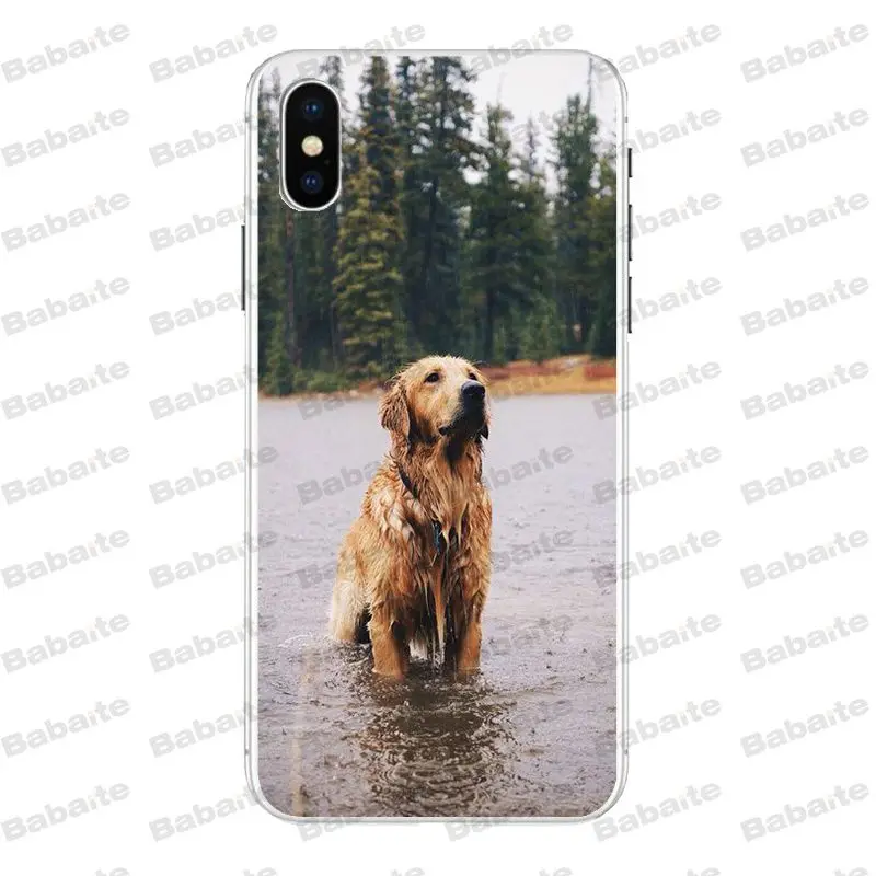 A16 Babaite супер милый золотой ретривер чехол для телефона для iPhone X Xs Xr XsMax 6 6s Plus 7 7plus 8plus 5S 5c SE11 11pro 11promax - Цвет: A16