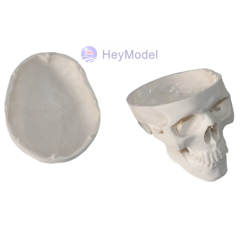 Искусственный Мини Череп HeyModel|version| |