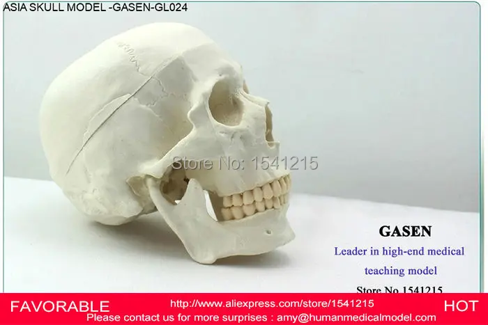 Медицинский учебный медицинский человеческое тело азиатское издание