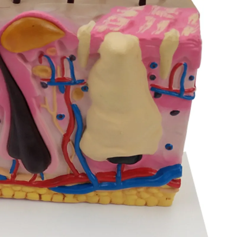Soft and realistic dog skin model Skin and hair dog body organ anatomical model medical teaching mode