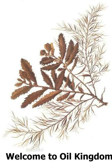 wholesale!!skin care oil Free shopping 100% pure plant Seaweed extract Vitamins A B C E amino acids Sargassum | Красота и здоровье