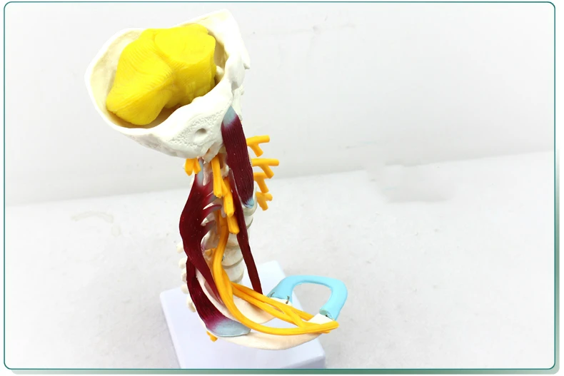 Медицинская модель шейного отдела позвоночника brachial plexus neuromuscular