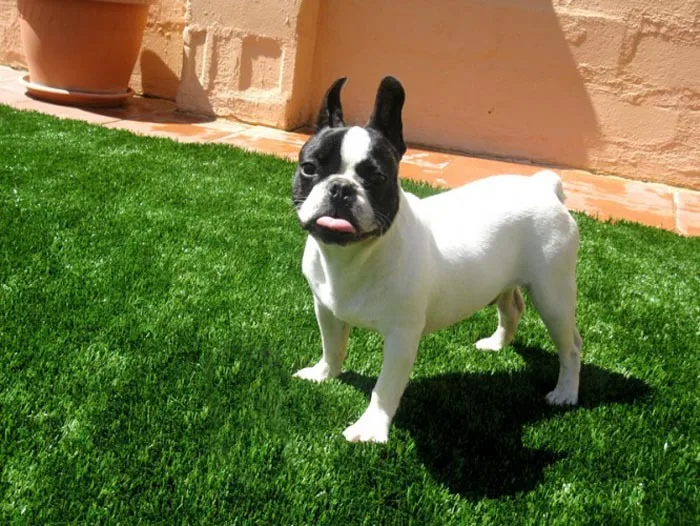 Искусственная трава для собак |