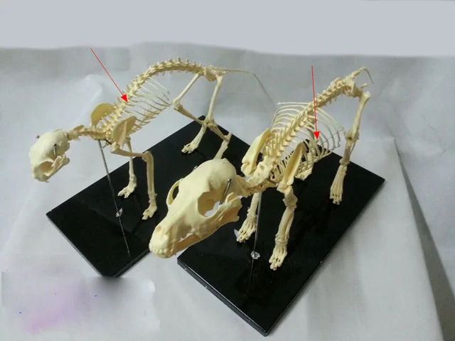 Бесплатная доставка модель скелета животных собака скелет кошка