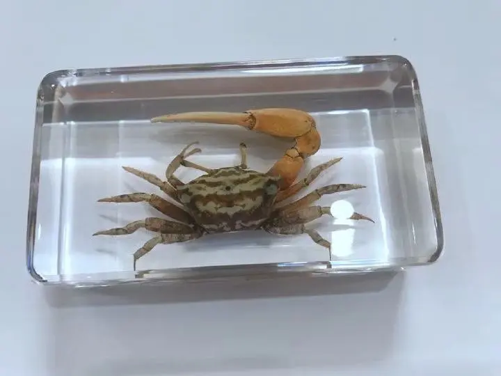 Творческий MO 10 модные образец книги инструмент подарок для украшения