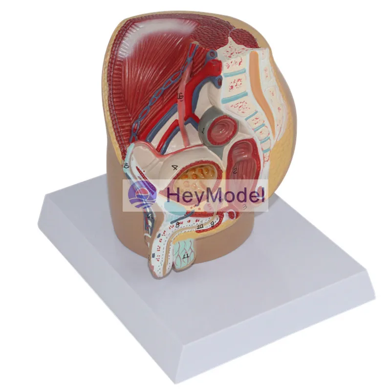 HeyModel Мужская Тазовая медианная движущаяся фотография|section| |