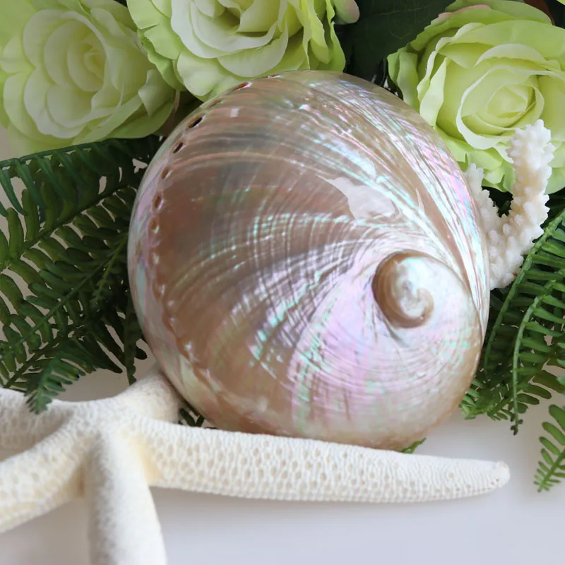 Бесплатная доставка (2 шт./лот) австралийский Белый Морской пейзаж|shell natural|decoration