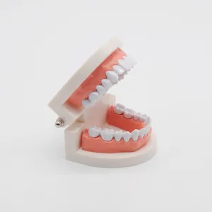 Стандартный инструмент для демонстрации зубов, для взрослых