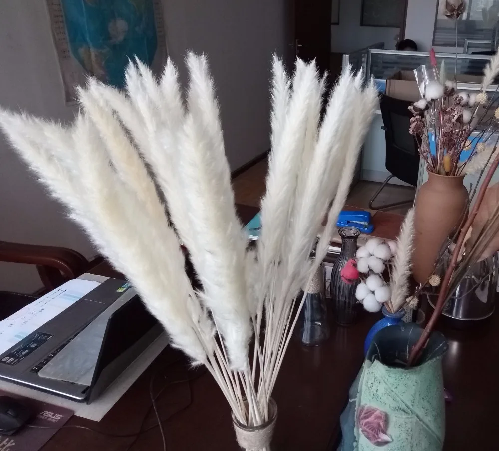 Dongliflower Натуральные Сушеные маленькие пампасы трава Phragmites Communis Тростниковое