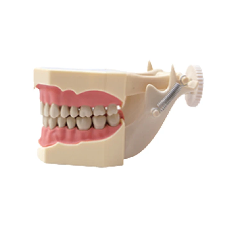 

1 PieceSF Type Study DentaL Teeth Model with 32PCS Teeth Soft Gum Screw fixed DP Articulator dental Standard Jaw and Teeth Model