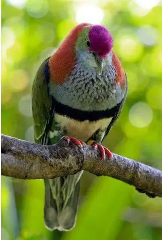 

5D алмазная вышивка, бриллиантовая живопись, вышивка крестиком, квадратные стразы, вставленные рукоделия, ручная работа