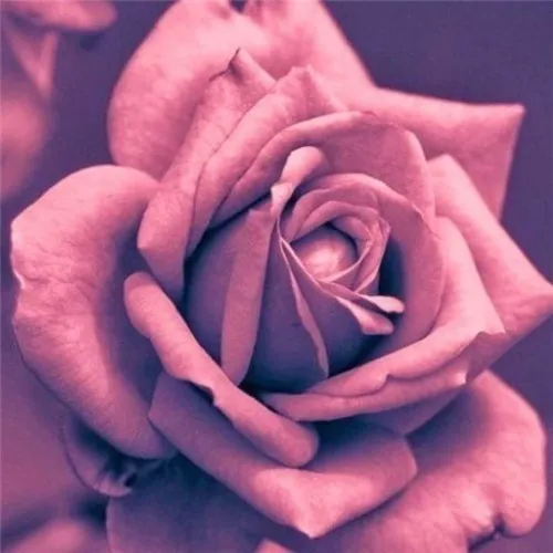 V7024 EverShine Diamond Embroidery Flowers Pictures Of Rhinestones Full Square Diamond Painting Rose Diamond Mosaic Wall Decoration - Цвет: V7024