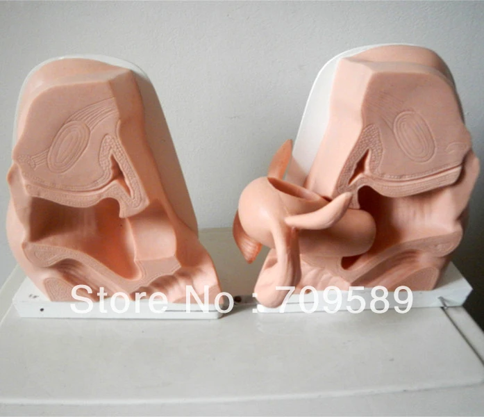 Реалистичный симулятор ИСО IUD женская модель контрацепции | Канцтовары для офиса