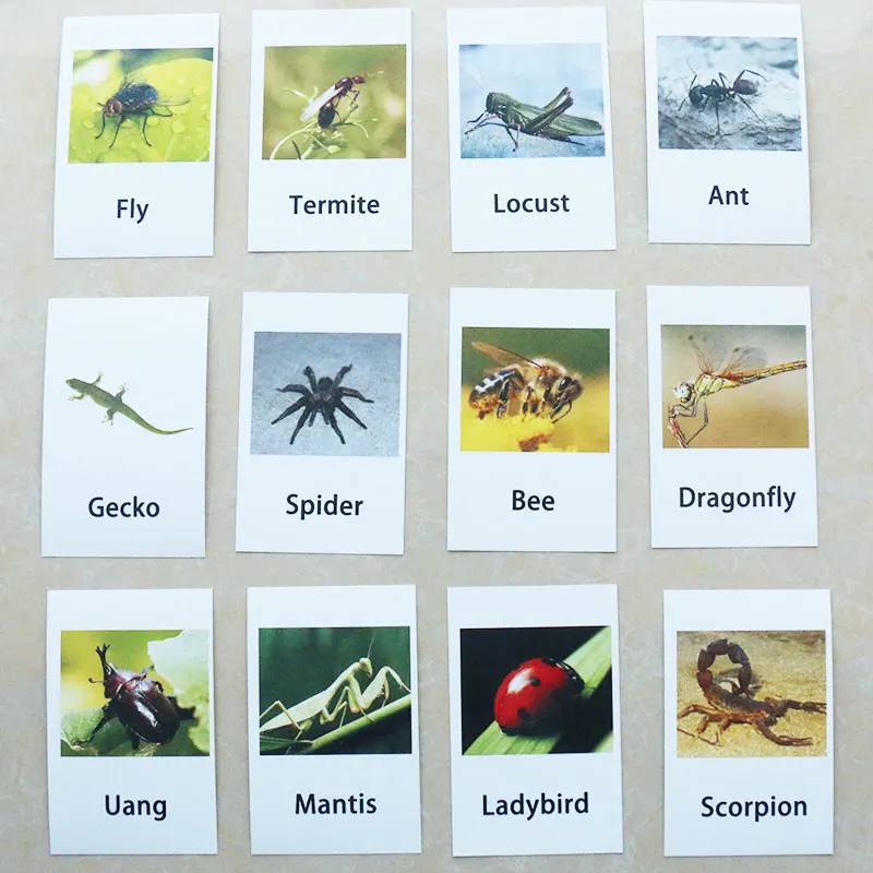 

Обучающие карточки Монтессори в форме насекомых, обучающие игрушки для дошкольного обучения для детей, игрушки, игрушки MJ1644H