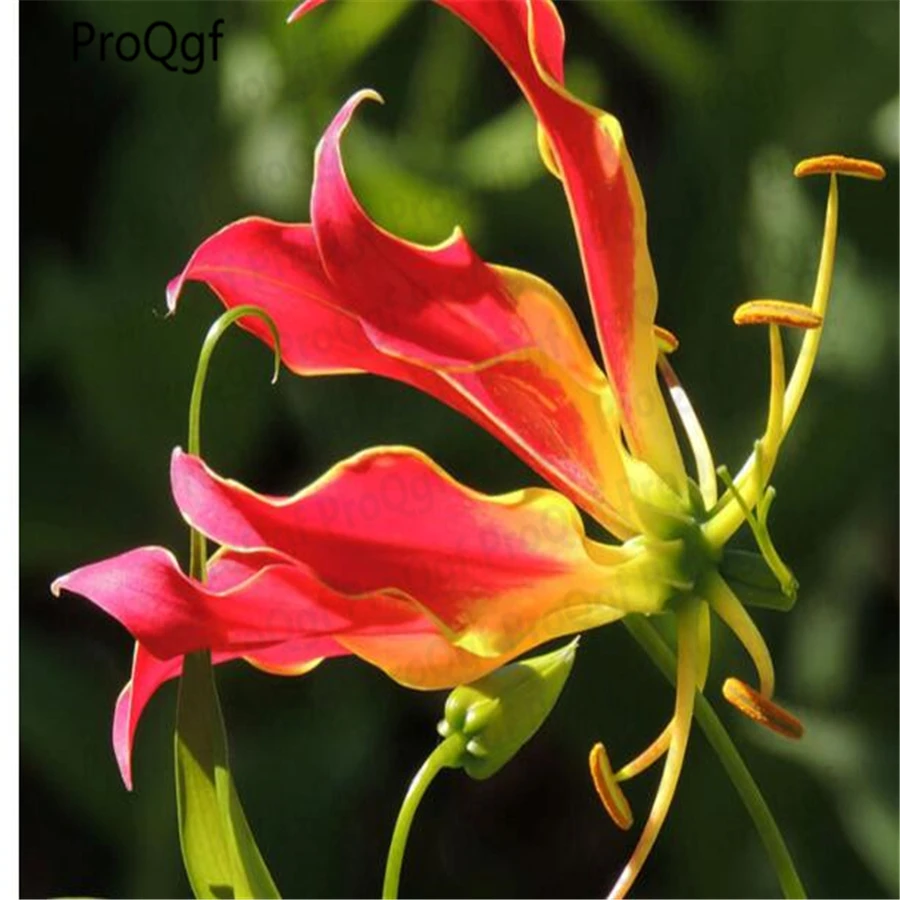 Ngryise 5 шт набор Gloriosa superba