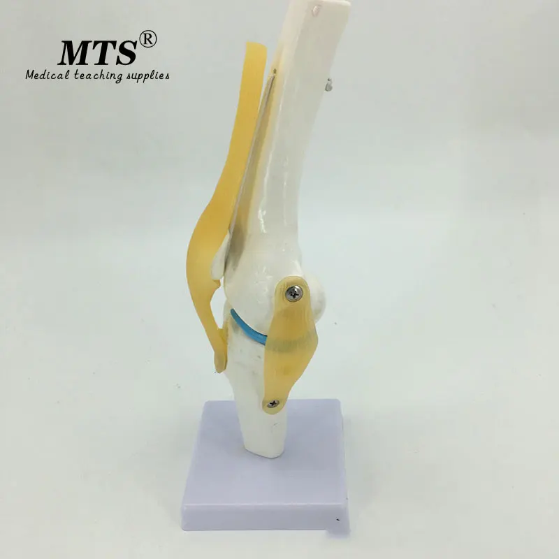 MTS 1:1 человеческая плантация анатомическая модель для суставов колена сердца