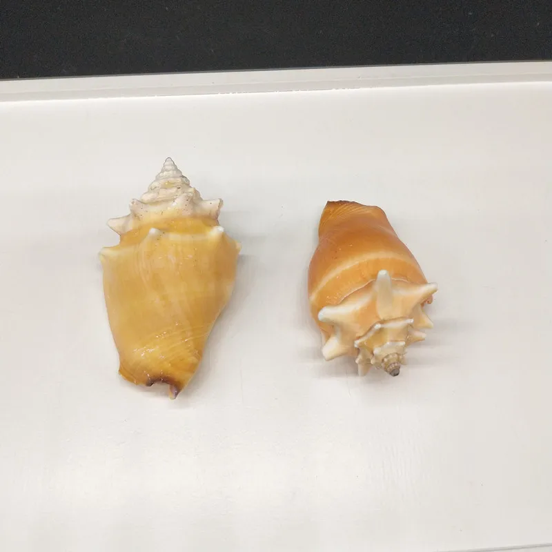2pcs Natural shell conch small carmine snail family decoration fish tank | Дом и сад