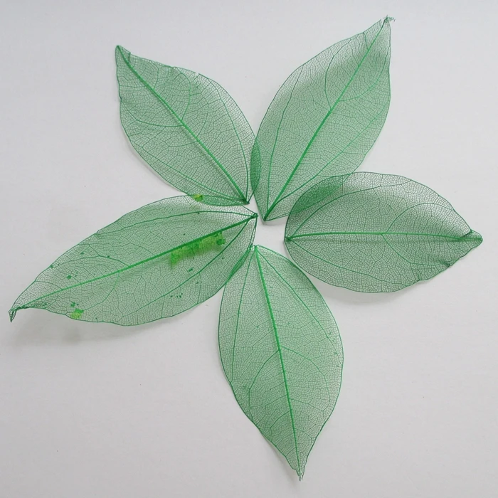 100 шт. натуральные зеленые листья скелета 3 7 см 014004003|natural skeleton leaves|skeleton leavesleaf |