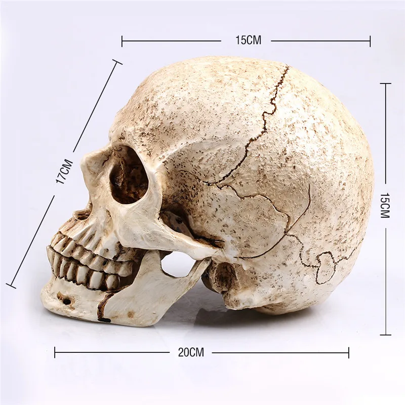Искусство белая голова человеческий череп модель копия медицинской