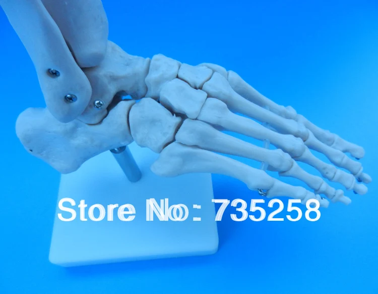 

Life-Size Foot Joint,Natural Feet Joint Simulation Model,Foot Joint Model