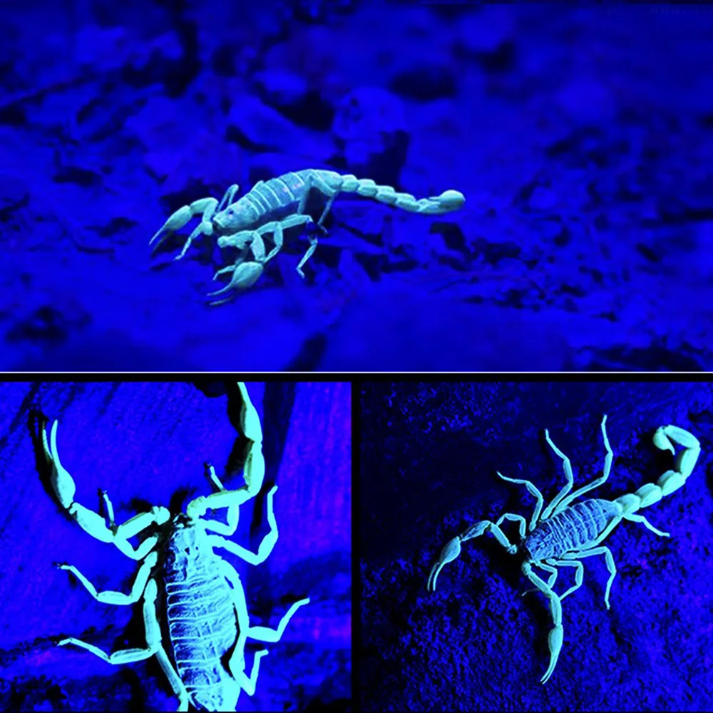 

Mini UV Keychain LED Flashlight Torch Light Lamp Blacklight Key Ring Ultraviolet Flashlight Torch ID Currency Passports Detector