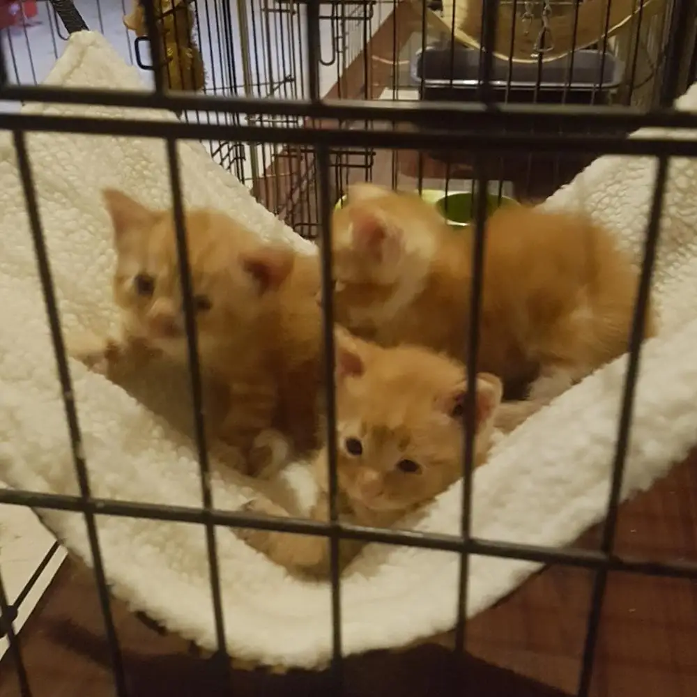 Дышащая кошка кровать Pet Гамак мягкий ПЭТ котенок кровать клетка крышка подушки удобные коврик для питомцев, для кошки хорек клетка для животных, товары для животных