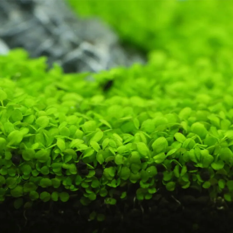 Аквариум Пейзаж орнамент водная трава живое растение аквариум растение Украшение Декор для аквариума