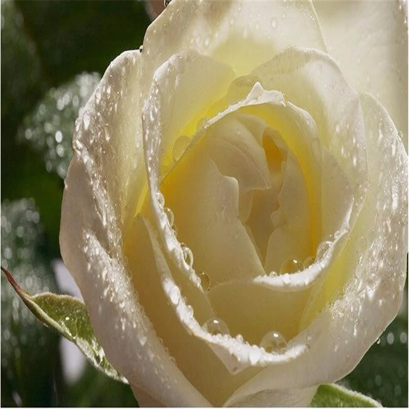 Обои для гостиной с белыми розами Большие Настенные обои телевизора спальни