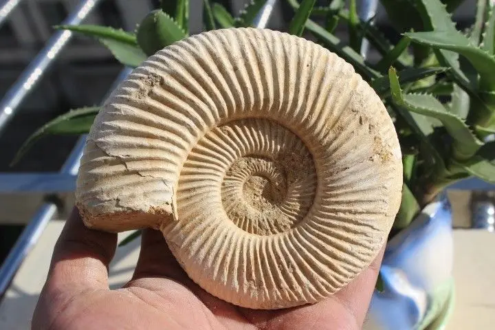500g NATURAL HUGE MANTELLICERAS AMMONITE FOSSIL CONCH | Дом и сад