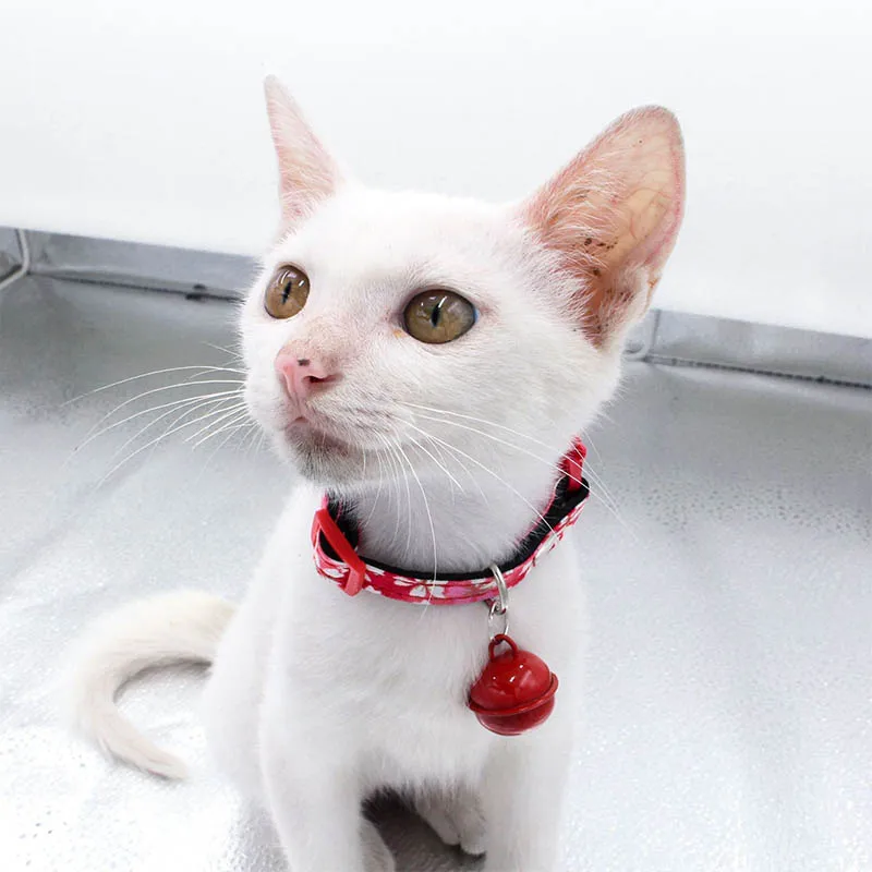 1 шт. Quick Release котенок аварийное отсоединение Безопасность ошейники для собак с