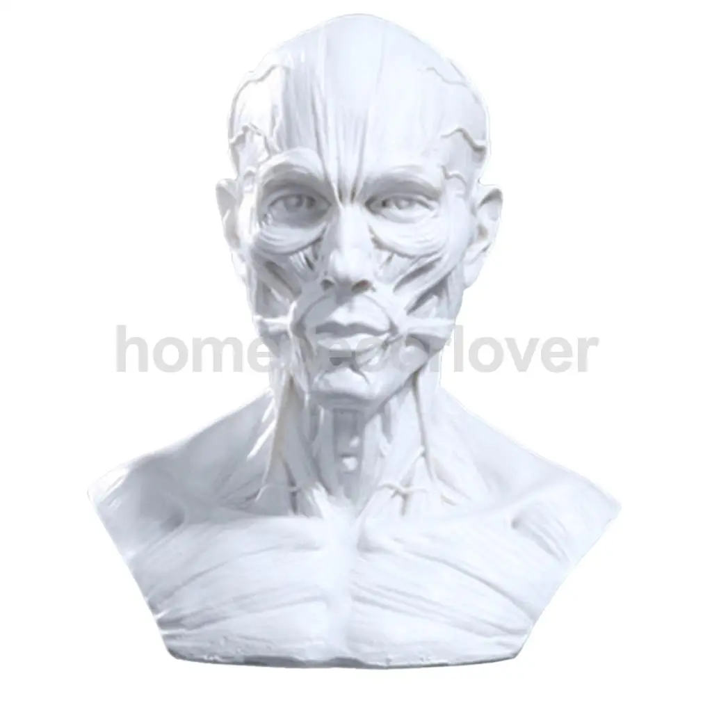 4 &quotмодель человека череп для изучения анатомии голова мышечная кость