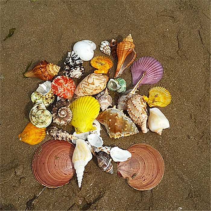 Природные раковины conchas белые коралловые елки украшения пляжное украшение