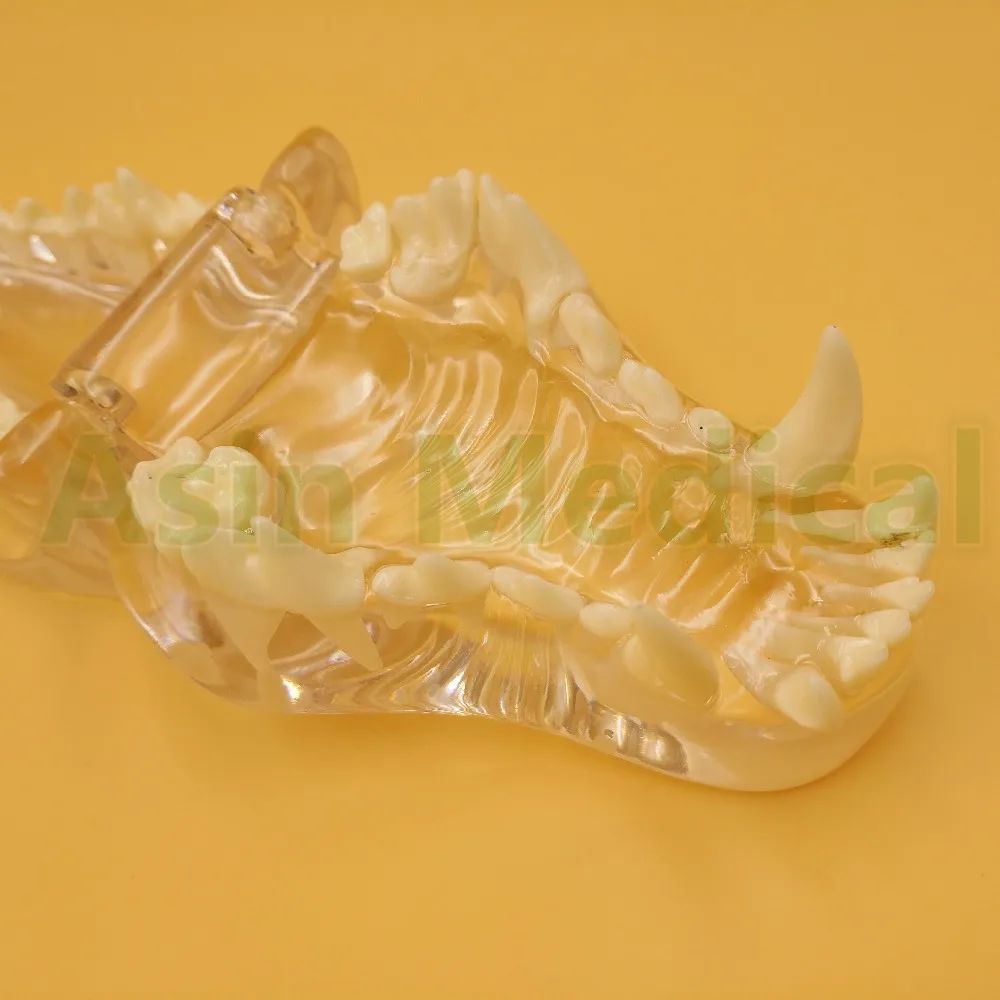 

new Dog tooth jaw model Veterinary Teaching Dog tooth transparent professional model