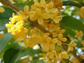 Чистые растительные Водорастворимые эфирные масла, лавровое масло, ароматерапия для ванны, выделенное лавровое масло высокого качества