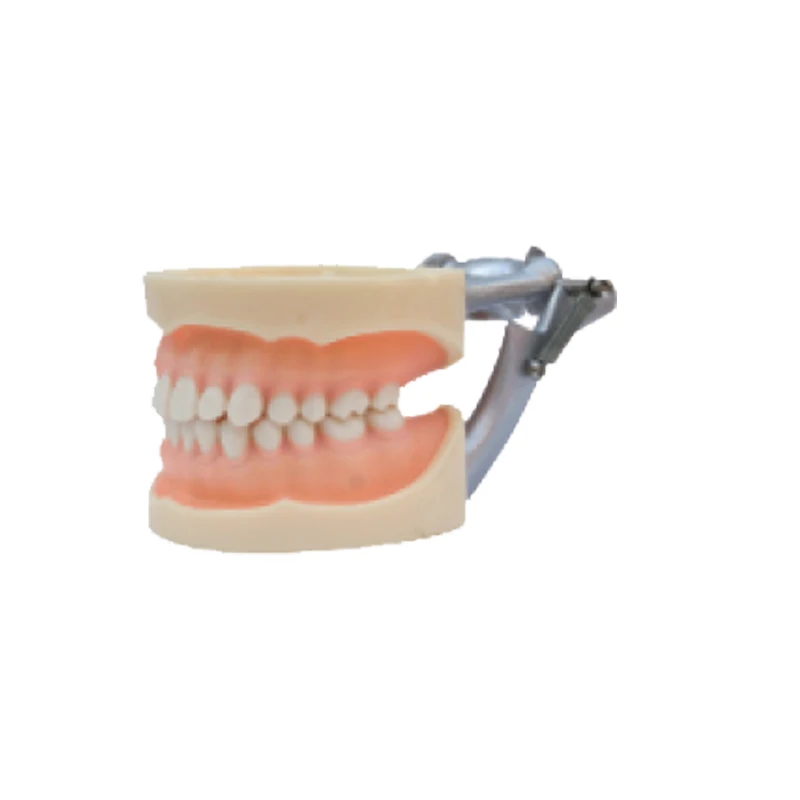 1PC Standard model dental education teeth tooth model 28pcs teeth Soft Gum Screw fixed DP Articulator Easy for dental teaching